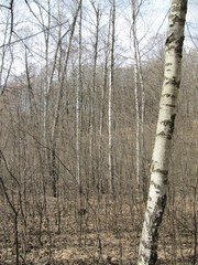 birch tree