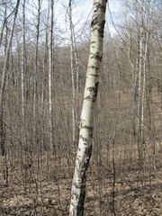 birch tree