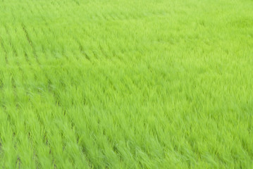 Fototapeta na wymiar Wind across the paddy field - 水田を渡る風
