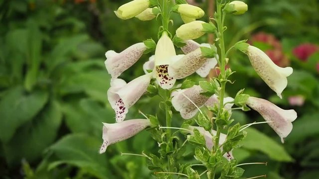 Angelonia flower in the garden.