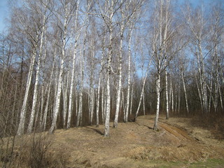 birch tree