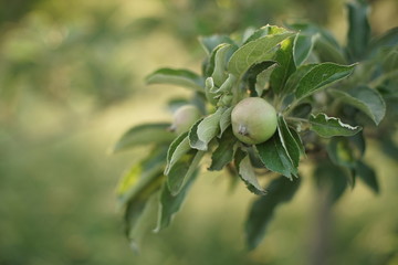 Apple tree branch with young green fruit