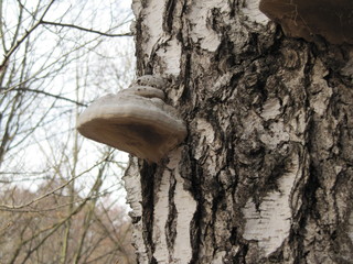 tinder mushroom on birch