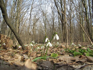 snowdrops