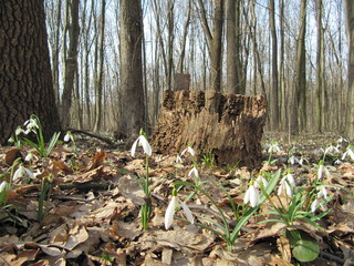 snowdrop flowers