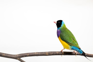 Gouldian finch Bird