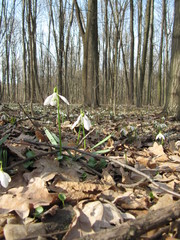 forest and snowdrops