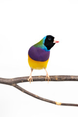 Gouldian finch Bird