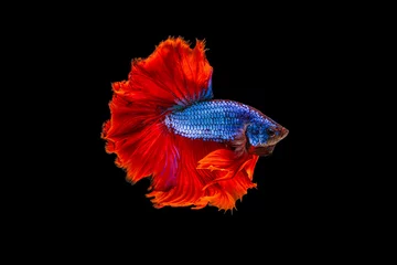 Poster Het ontroerende moment mooi van rode en blauwe siamese betta vis of fancy betta splendens vechten vis in thailand op zwarte achtergrond. Thailand noemde Pla-kad of halve maan bijtende vis. © Soonthorn
