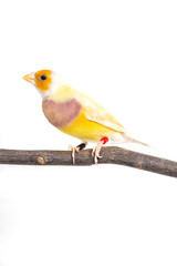 Gouldian finch Bird