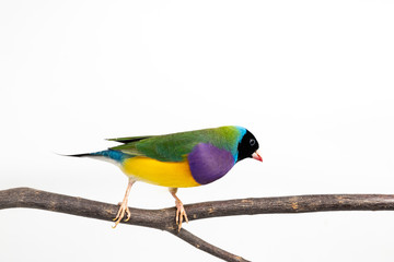 Gouldian finch Bird