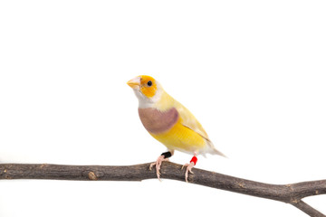 Gouldian finch Bird