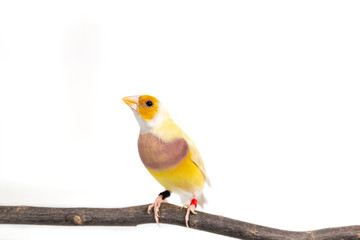 Gouldian finch Bird