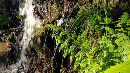 Young ferns near a stream