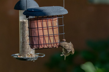 bird on feeder