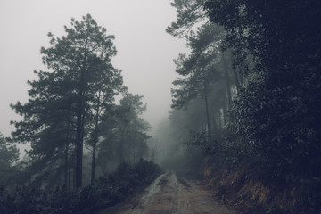 Forest road Fog and rain in the evening