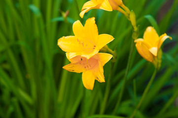 Branch of flower Hemerocallis lilioasphodelus (also called Lemon Lily, Yellow Daylily, Hemerocallis flava).