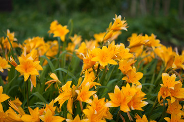 Branch of flower Hemerocallis lilioasphodelus (also called Lemon Lily, Yellow Daylily, Hemerocallis flava).