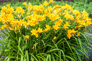 Branch of flower Hemerocallis lilioasphodelus (also called Lemon Lily, Yellow Daylily, Hemerocallis flava).
