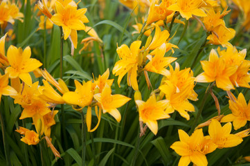 Branch of flower Hemerocallis lilioasphodelus (also called Lemon Lily, Yellow Daylily, Hemerocallis flava).