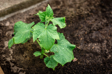 Young cucumbers growing in spring garden.