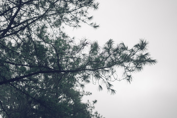 Forest road Fog and rain in the evening