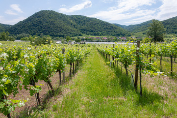 Fototapeta na wymiar vineyard in Durnstein