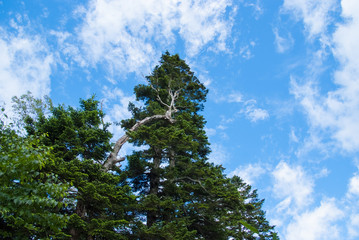 Obraz premium Rice Hemlock forest and blue sky - コメツガの森と青空