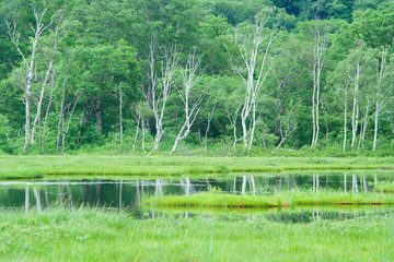 Fototapeta na wymiar Green and white ermanii trunks in Oze swamp - 尾瀬湿原の緑と白いダケカンバの幹