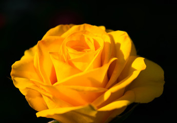 One yellow rose on a black background. Copy space