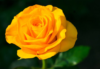 One yellow rose on a black background. 