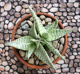 Twin Aloe Delta Lights Delatoideodonta on Stone Background