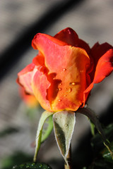 rose close-up in the garden