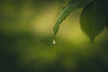 drops of water after the rain flow from the green leaves on the trees close-up. summer rain on a sunny day. wet weather in nature macro