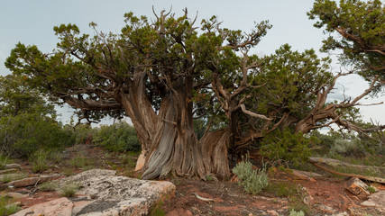 A very wide gnarled juniper tree with weathered trunk grows among slabs of sandstone in the southwest desert.