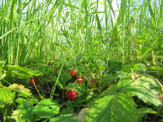 wild miracle wild strawberry