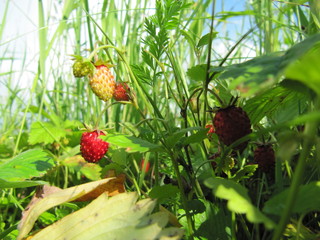 wild miracle wild strawberry