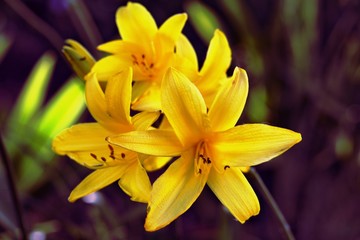Closeup of bright yellow lilies with blurred background.