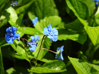 Centaury flower