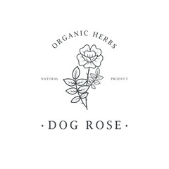 Fototapeta premium Dog-rose flower. Logo for spa and beauty salon, boutique, organic shop, wedding, floral designer, interior, photography, cosmetic. Botanical floral element.