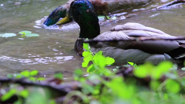 canard colvert