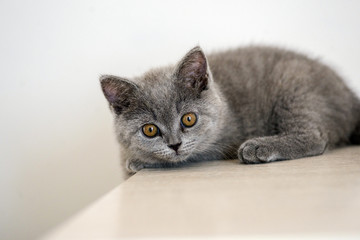 British cat on white background