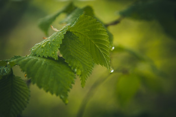 drops of water after the rain flow from the green leaves on the trees close-up. summer rain on a sunny day. wet weather in nature macro