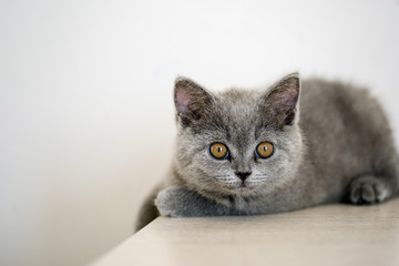British cat on white background