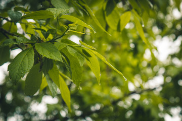 drops of water after the rain flow from the green leaves on the trees close-up. summer rain on a sunny day. wet weather in nature macro