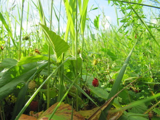 wild miracle wild strawberry