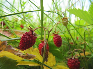 forest tasty strawberries
