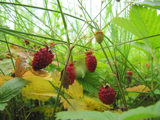 red berries in the grass