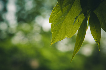 drops of water after the rain flow from the green leaves on the trees close-up. summer rain on a sunny day. wet weather in nature macro