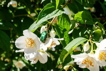 Cetonia aurata beetle in jasmine flowers